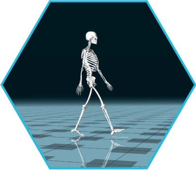 验证的生物力学模型